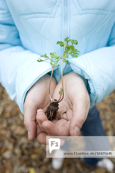 Plant seedling being held in a girl's hands. The seedling's roots are enclosed in a small lump of earth  and leaves are developing on the shoots growing upwards from the roots. Plant seedling