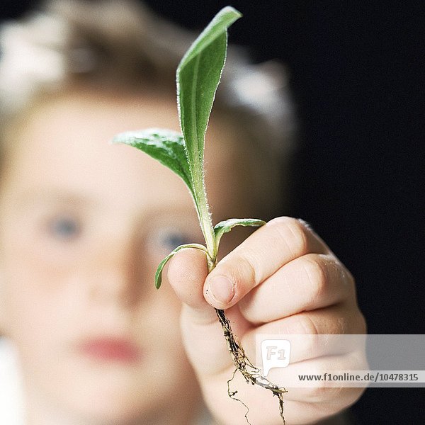 Junge hält einen Pflanzentrieb