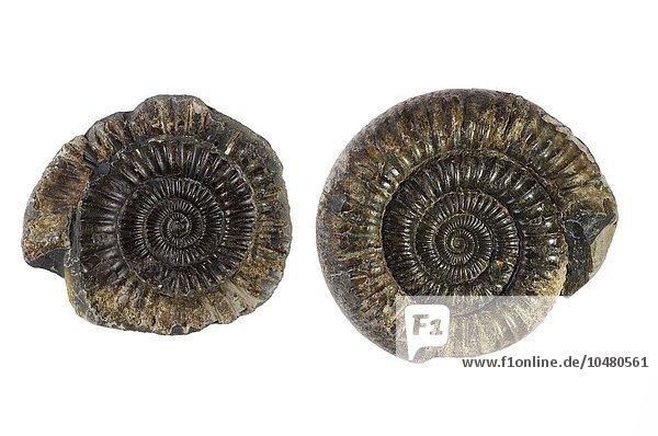 Fossilien von Ammoniten