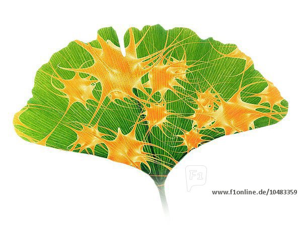 Ginkgoblatt und Nervenzellen. Computergrafik eines Ginkgoblatts (Ginkgo biloba) mit Nervenzellen. Ginkgo-Extrakte werden in der Komplementärmedizin verwendet  um die Konzentration zu fördern und das Kurzzeitgedächtnis zu verbessern. Ginkgo und Nervenzellen