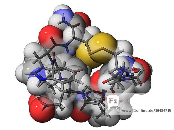 Contryphan-R  molekulares Modell. Dieses Peptid ist ein aktiver Bestandteil des von der Meeresschnecke Conus radiatus produzierten Giftes. Die Atome sind als Kugeln und Stäbchen dargestellt und farblich kodiert: Kohlenstoff (grau)  Wasserstoff (weiß)  Sauerstoff (rot)  Stickstoff (blau) und Schwefel (gelb). Molekül der Giftkomponente der Conusschnecke