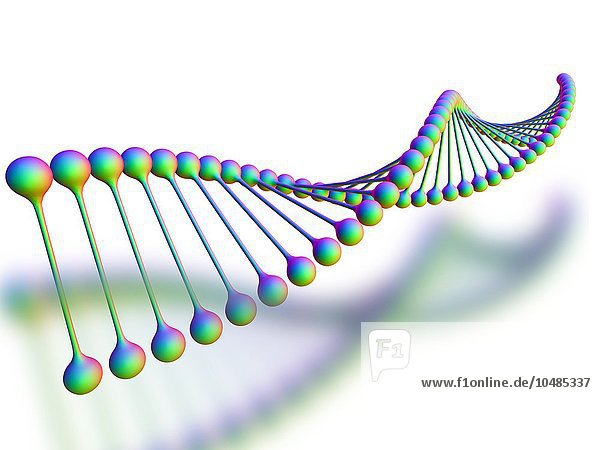 DNA-Molekül  Computergrafik. Die DNA (Desoxyribonukleinsäure) besteht aus zwei Strängen  die zu einer Doppelhelix verdreht sind. Die DNA enthält Abschnitte  die Gene genannt werden und die genetische Information des Körpers kodieren. DNA-Molekül  Kunstwerk