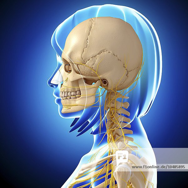 Kopf- und Halsanatomie  Computergrafik Kopf- und Halsanatomie  Grafik