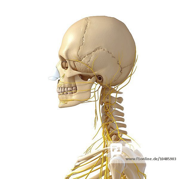 Kopf- und Halsanatomie  Computer-Grafik Kopf- und Halsanatomie  Grafik