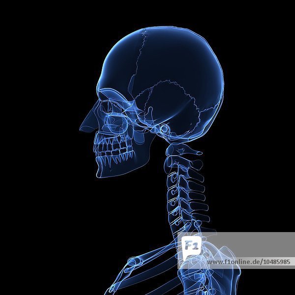 Kopf- und Halsknochen  Computergrafik Kopf- und Halsknochen  Grafik