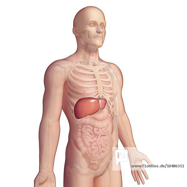 Painting Of Internal Organs On Man S Body