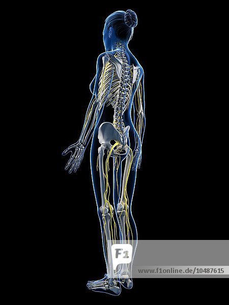 Weibliches Skelett und Nervensystem  Computergrafik  weibliche Anatomie  Kunstwerk