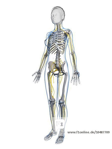 Weibliches Nervensystem und Skelett  Computergrafik  weibliche Anatomie  Kunstwerk