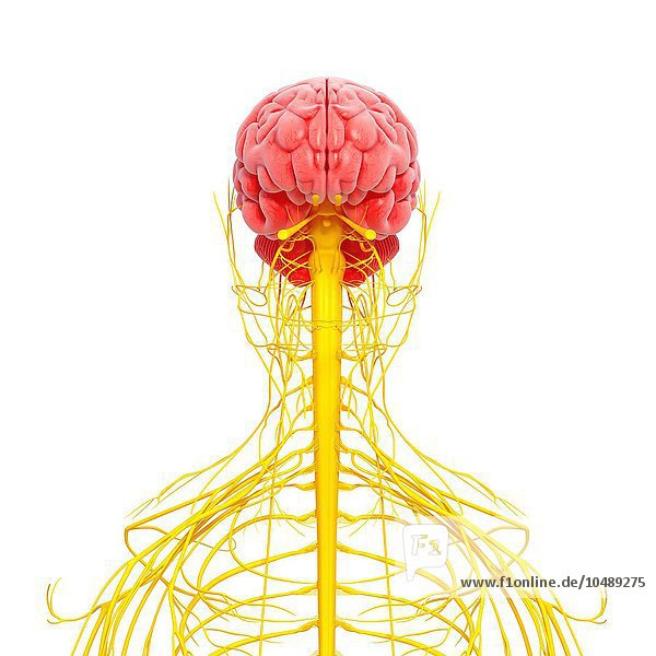 Menschliches Nervensystem  Computerkunstwerk Menschliches Nervensystem  Kunstwerk