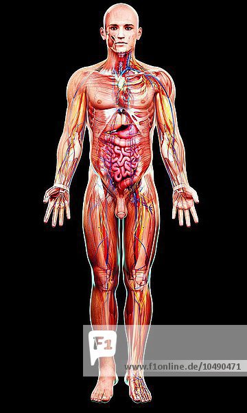 Transparent Male Human Body Showing Internal Organs