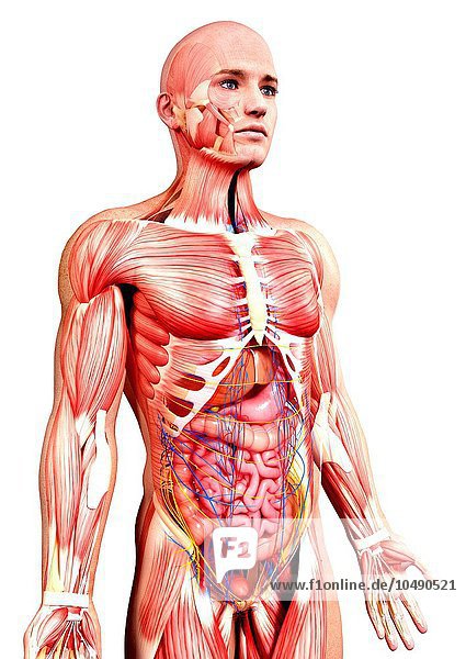 Male anatomy  computer artwork. Male anatomy  artwork