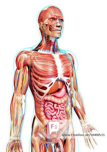 Male anatomy  computer artwork. Male anatomy  artwork