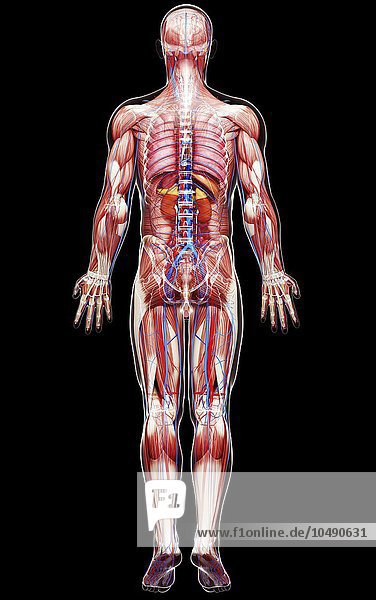 Transparent Male Human Body Showing Internal Organs