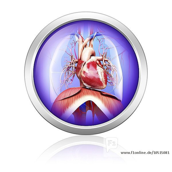 Menschliches kardiovaskuläres System  Computerkunstwerk Menschliches kardiovaskuläres System  Kunstwerk