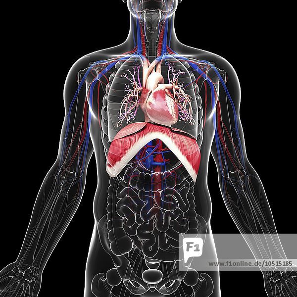 Menschliches kardiovaskuläres System  Computerkunstwerk Menschliches kardiovaskuläres System  Kunstwerk