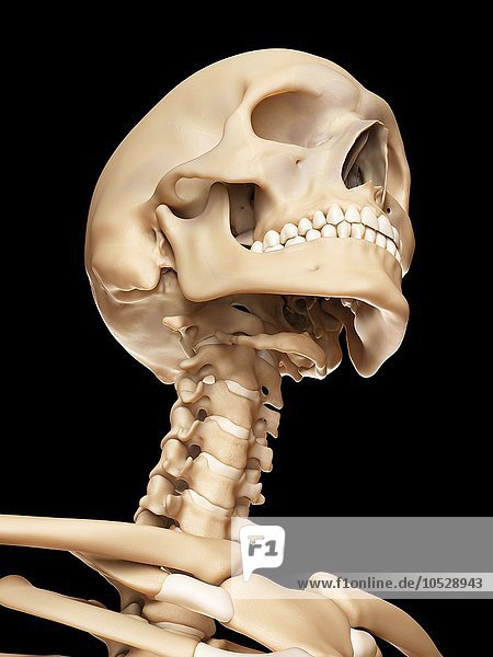 Human skull and neck bones  illustration