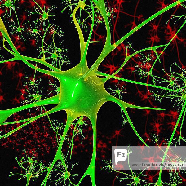 Neuron  Illustration