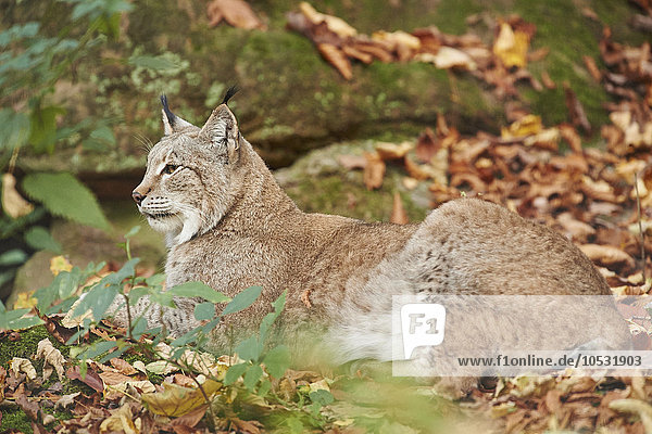 Luchs, Lynx lynx, Deutschland, Europa