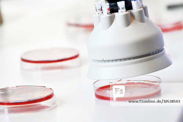 Werkzeug schwebt über Petrischalen im Labor