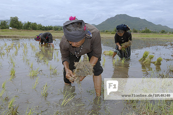 Tai Dam-Bauern beim Pflanzen von Reissetzlingen  Loei Provinz  Thailand  Asien