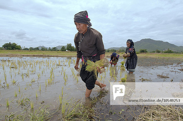 Tai Dam peasants planting rice seedlings  Loei province  Thailand  Asia