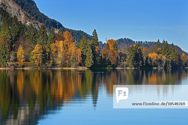 Colorful autumn landscape  reflection in the Walchensee lake  Jachenau  Bavaria  Upper Bavaria  Germany  Europe