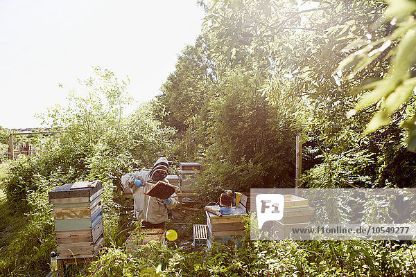Ein Imker in Schutzanzug und Gesichtsbedeckung bei der Inspektion der Rahmen seiner Bienenstöcke.