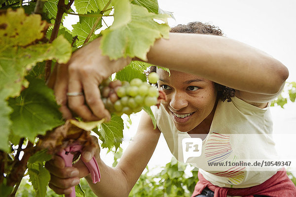 Eine Frau pflückt Trauben in einem Weinberg.