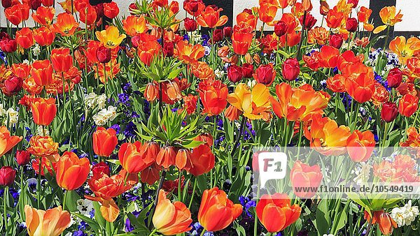 Tulpen (Tulipa sp.)  Stiefmütterchen (Viola sp.) und Osterglocken (Narcissus sp.) in einem Beet  Deutschland  Europa