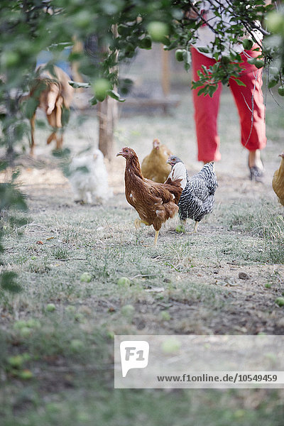 Hühner stehen auf einer Wiese unter einem Baum  im Hintergrund eine Frau und ein Hund.