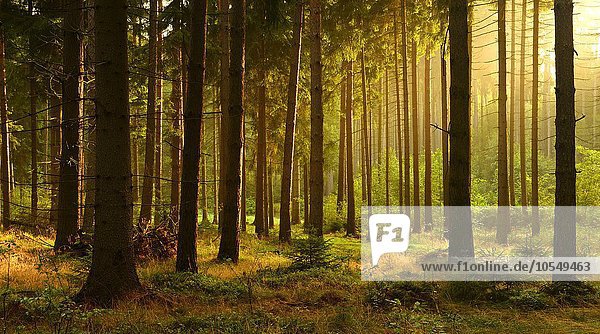 Morgensonne im Fichtenwald (Picea sp.) im Herbst,  Saale-Holzland-Kreis,  Thüringen,  Deutschland,  Europa