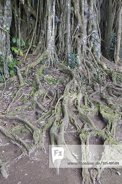 Banyan-Feige  auch Banyanbaum oder Bengalische Feige (Ficus benghalensis)  Wurzeln  Bali  Indonesien  Asien
