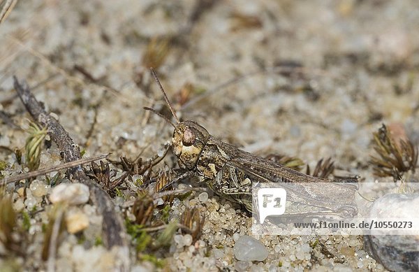 Gefleckte Keulenschrecke (Myrmeleotettix maculatus)  Weibchen  Niedersachsen  Deutschland  Europa
