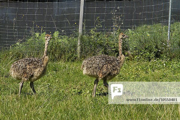 Afrikanische Strauße  Jungtiere auf Straußenfarm  (Struthio camelus)  captive  Rosenheim  Bayern  Oberbayern  Deutschland  Europa