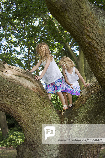 Zwei Mädchen klettern in einem Wald auf einen Baum.