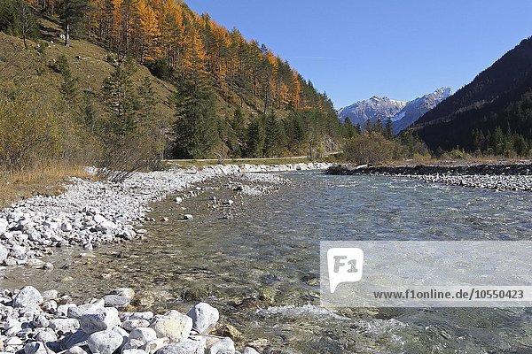 Rißbach mit Lärchen (Larix decidua) im Herbst  Naturparks Hinterriß-Eng  Karwendelgebirge  Tiorol  Oberbayern  Bayern  Deutschland  Europa