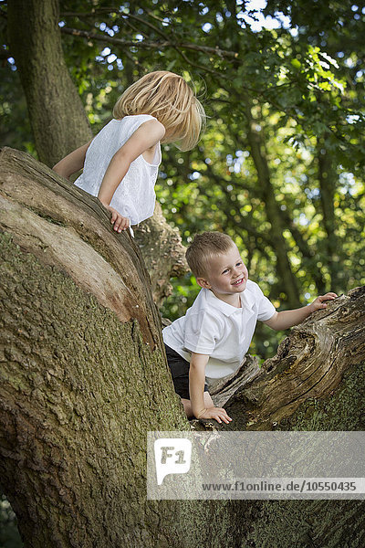 Junge und Mädchen klettern in einem Wald auf einen Baum.