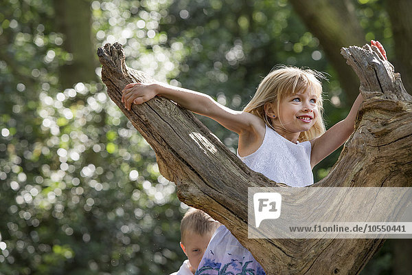 Junges Mädchen klettert in einem Wald auf einen Baum.