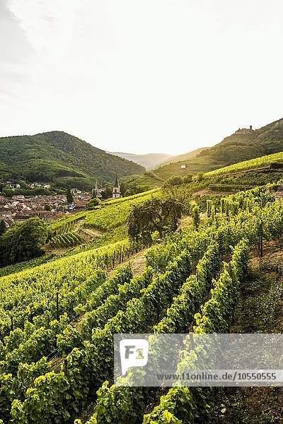 Dorf mit Burgruine in den Weinbergen bei Sonnenuntergang  Ribeauvillé  Département Haut-Rhin  Elsass  Frankreich  Europa