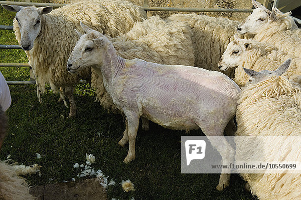 Eine Gruppe von Schafen in einem Pferch  ein geschorenes Schaf unter den ungeschorenen.