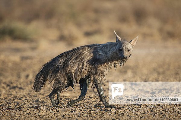 Braune Hyäne (Hyaena brunnea) oder Schabrackenhyäne nach einem Schlammbad  Kgalagadi Transfrontier Park  Nordkap Provinz  Südafrika
