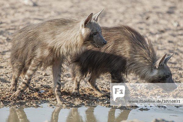 Braune Hyänen (Hyaena brunnea) oder Schabrackenhyänen trinken an einem Wasserloch  Kgalagadi Transfrontier Park  Nordkap Provinz  Südafrika