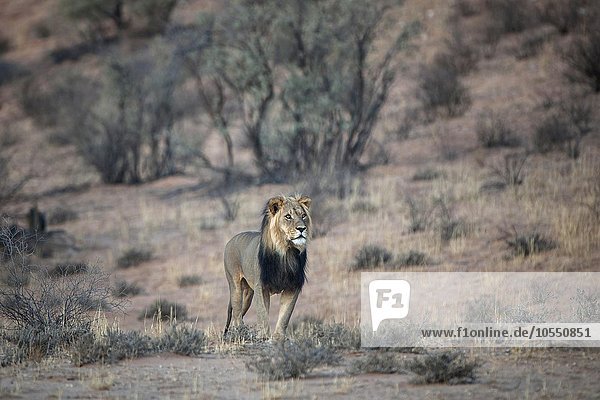 Löwe (Panthera leo) Männchen Kgalagadi Transfrontier Park Nordkap Provinz Südafrika