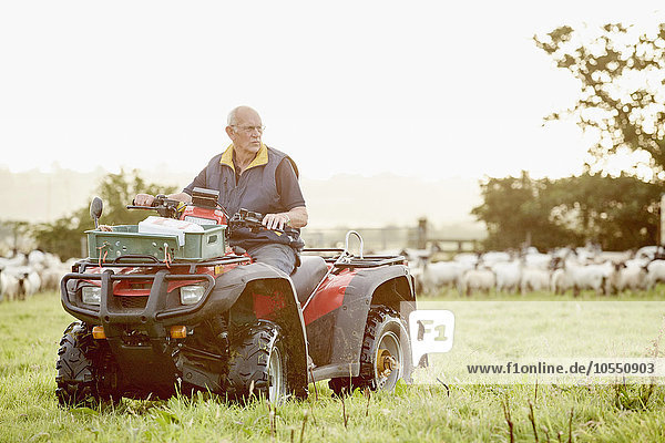 Ein Landwirt auf einem Quad auf einem Feld  mit einer großen Schafherde hinter ihm.