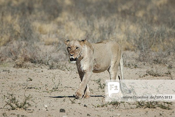 Löwin (Panthera leo) geht Kgalagadi-Transfrontier-Nationalpark Nordkap Provinz Südafrika