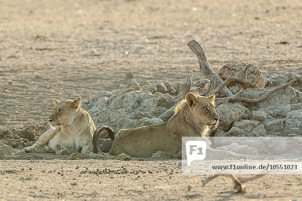 Löwen (Panthera leo) ruhen an einem Wasserloch  Kgalagadi-Transfrontier-Nationalpark  Nordkap Provinz  Südafrika