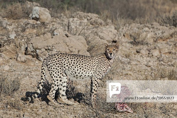 Gepard (Acinonyx jubatus) steht am Riss einer Antilope Kgalagadi-Transfrontier-Nationalpark Nordkap Provinz Südafrika