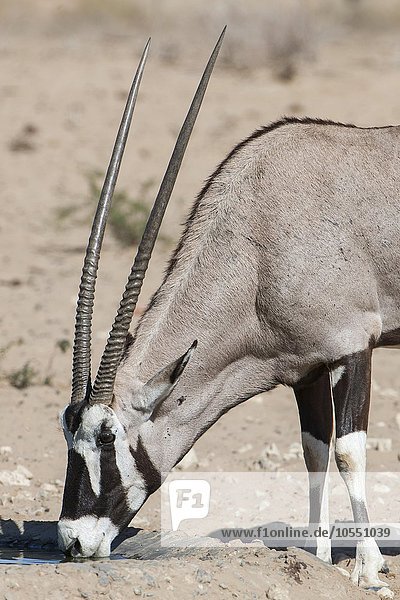 Oryx-Antilope (Oryx gazella) trinkt an einem Wasserloch  Kgalagadi Transfrontier Park  Nordkap Provinz  Südafrika