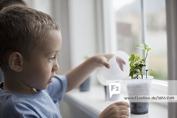 Ein kleiner Junge betrachtet junge Pflanzen in Töpfen  die auf einer Fensterbank wachsen.