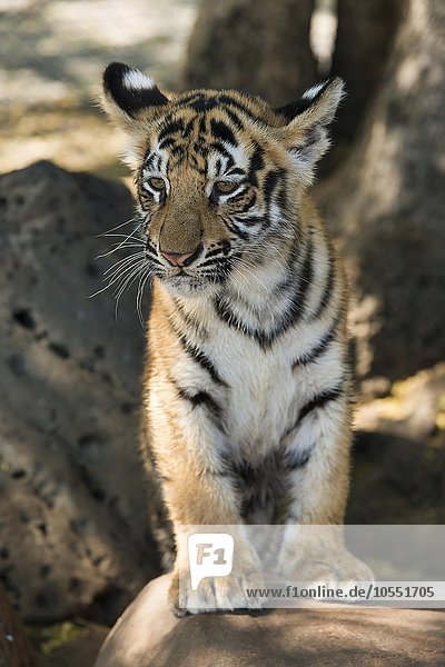 Bengaltiger bzw. Königstiger (Panthers tigris tigris)  Jungtier  Alter 3 Monate
